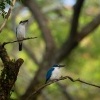 Lednacek promenlivy - Todiramphus chloris - Collared Kingfisher o0110